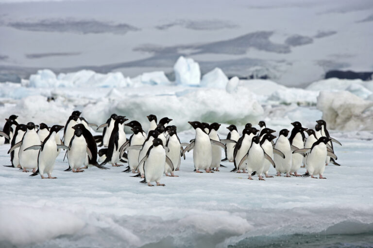 <a href="https://www.blueberrytravel.it/it/blog/viaggi-naturalistici/7-pinguini-da-conoscere-prima-del-viaggio-in-Antartide.html">7 pinguini da conoscere prima del viaggio in Antartide</a>