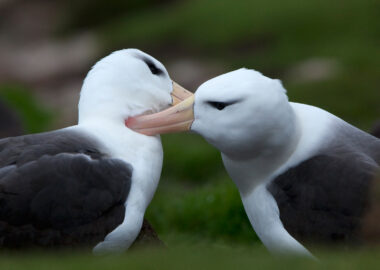 Isole-Falkland-albatros-blueberrytravel