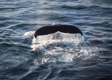 acaciajohnson-humpback-whale-greenland-1