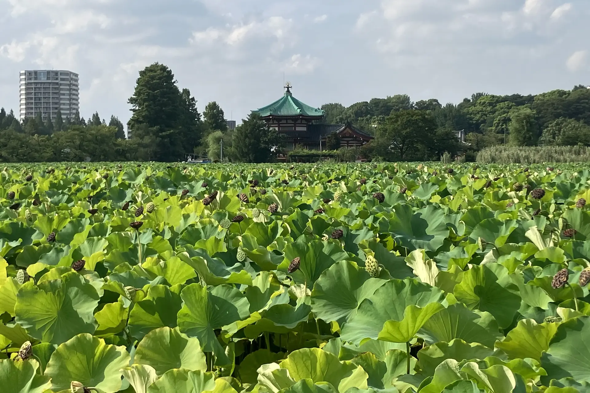 fiori di loto nel parco di Ueno