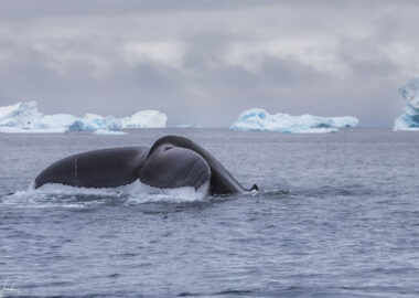 Ilulissat-Whale-Watching-3