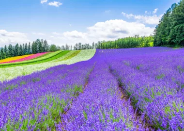 Giappone-hokkaido-furano-campi