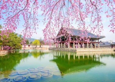 Gyeongbokgung Palace with cherry blossom in spring,South Korea.